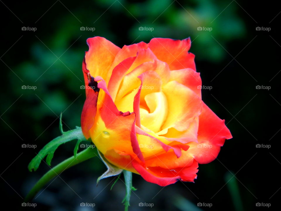 beautiful rose flower in the garden