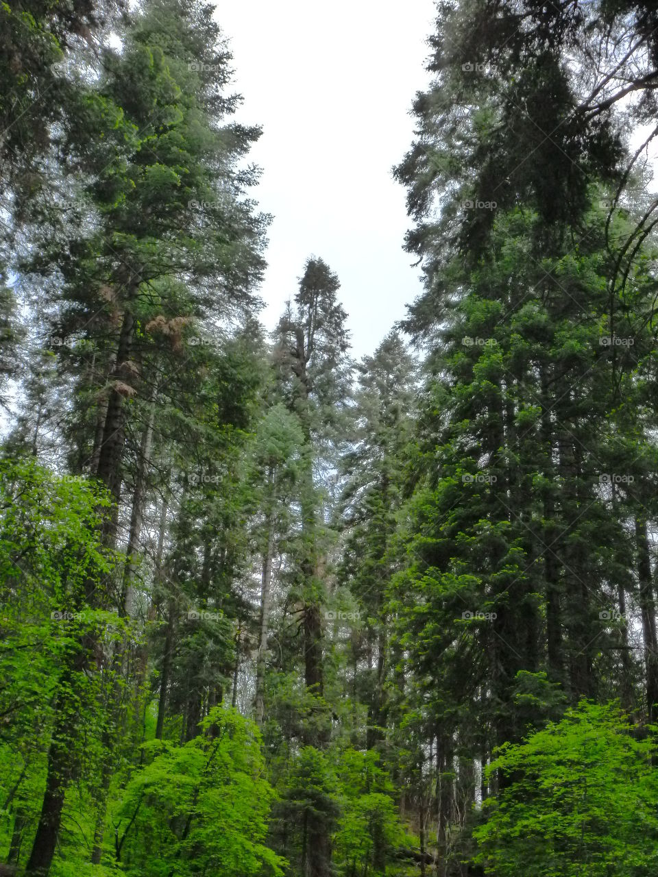 Sequoia National Park. giant trees