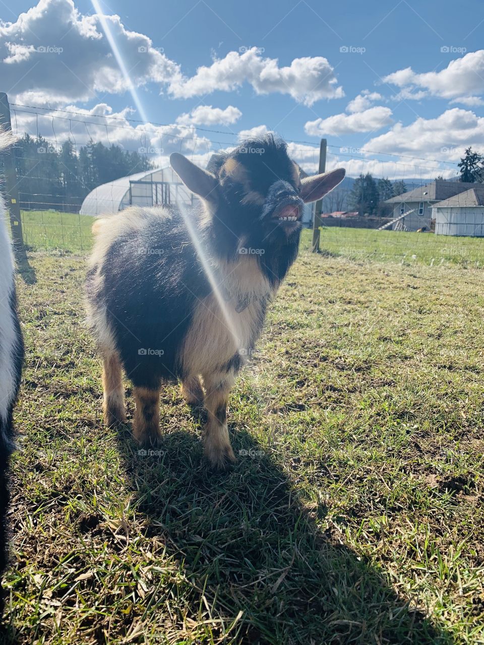 Cute little Nigerian dwarf buckling 