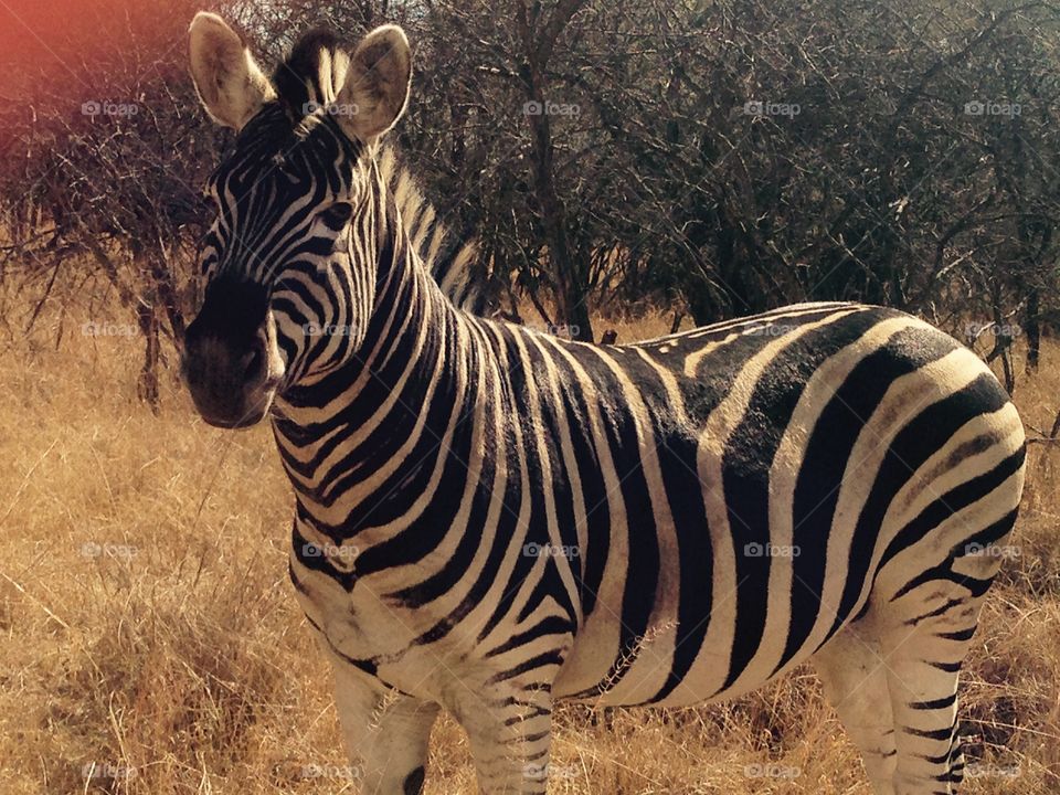 Zebra, Manyane, South Africa