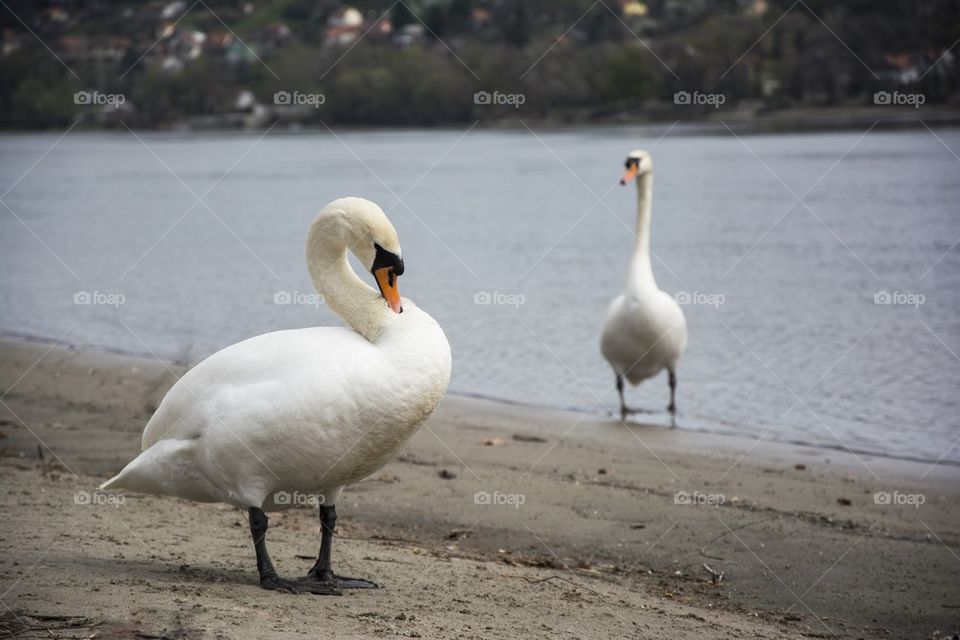 swans