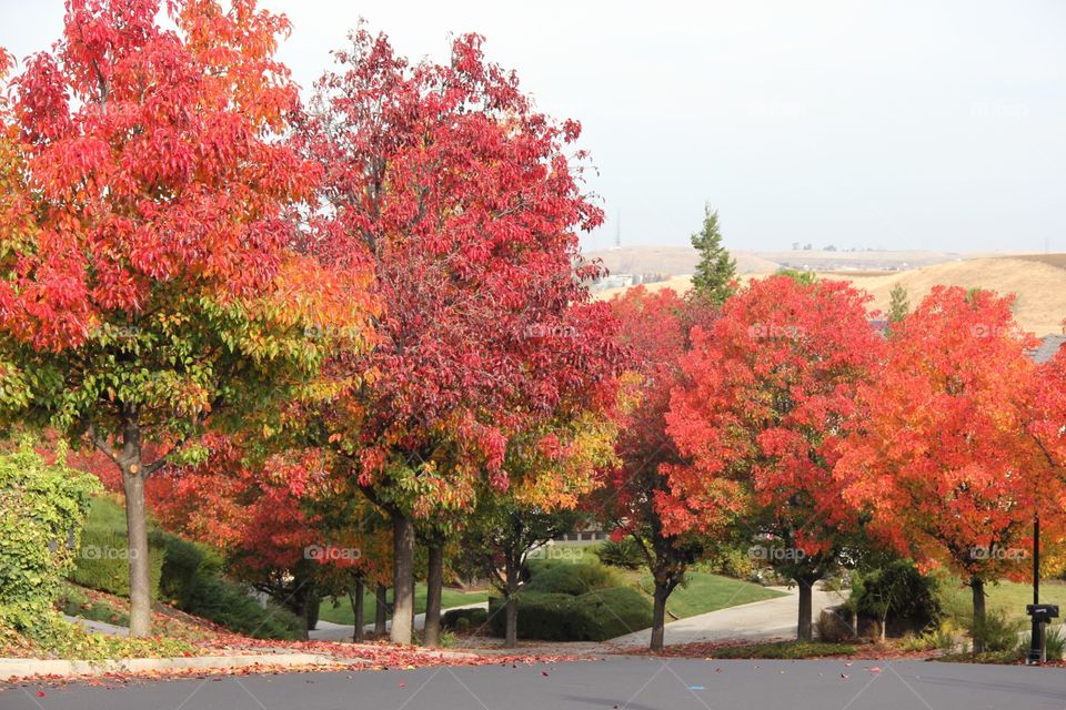 Autumn trees