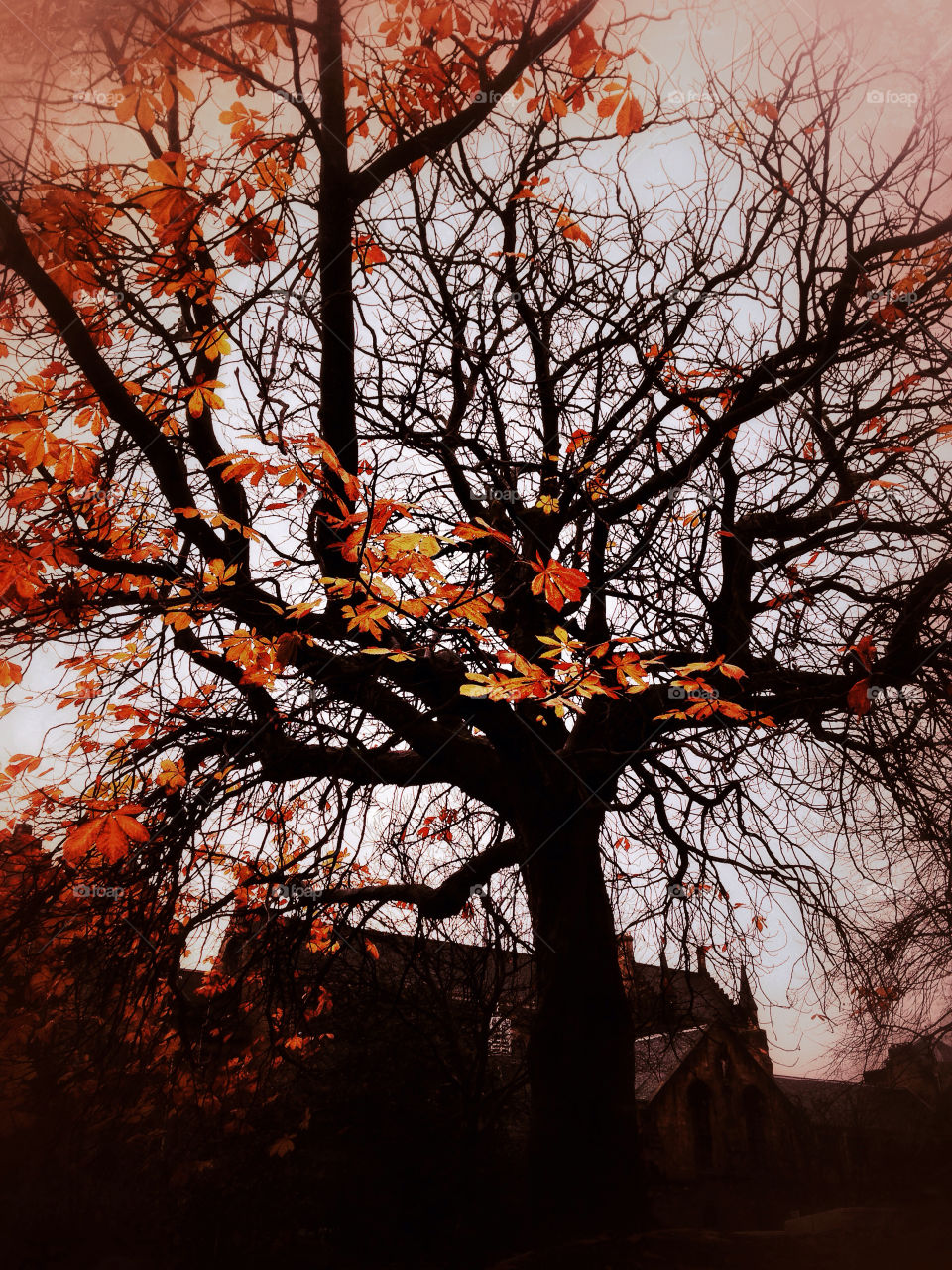 tree leaves fall autumn by robinseet