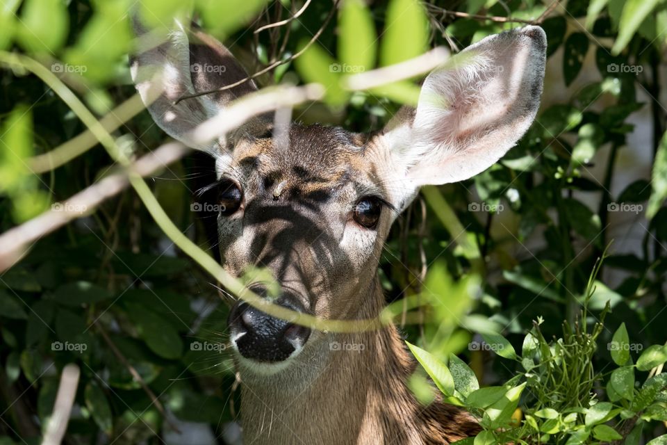 Foap, Glorious Mother Nature. A white-tail deer (doe) peers out from the greenery at Yates Mill County Park in Raleigh, North Carolina.
