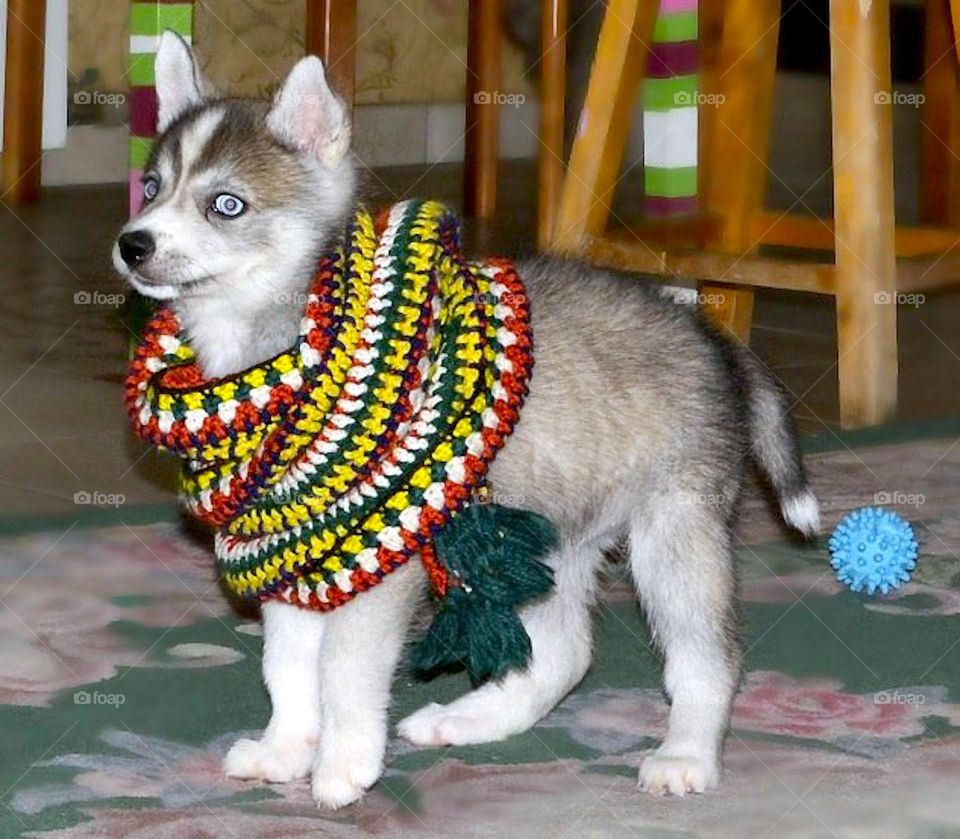 Husky dogs