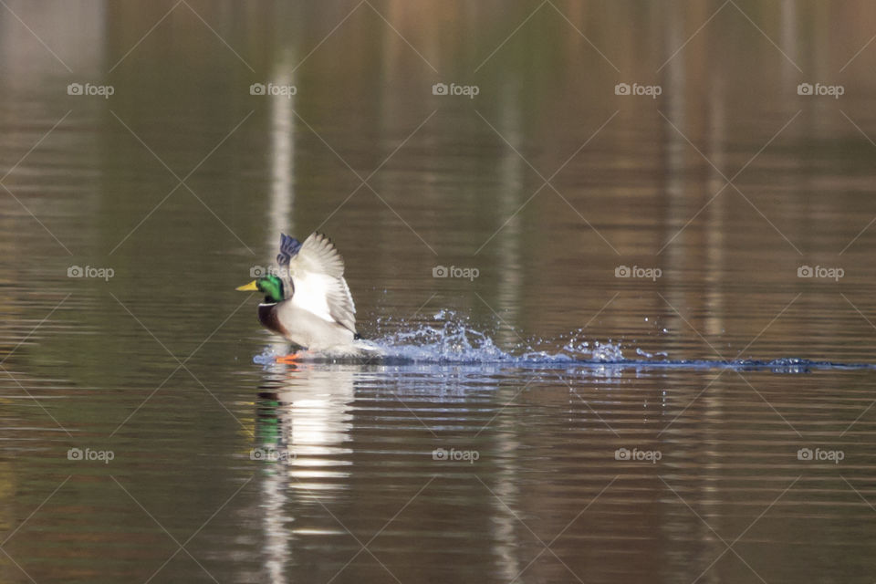 Autumn - mallard duck landing on  water - anka landar på vatten 