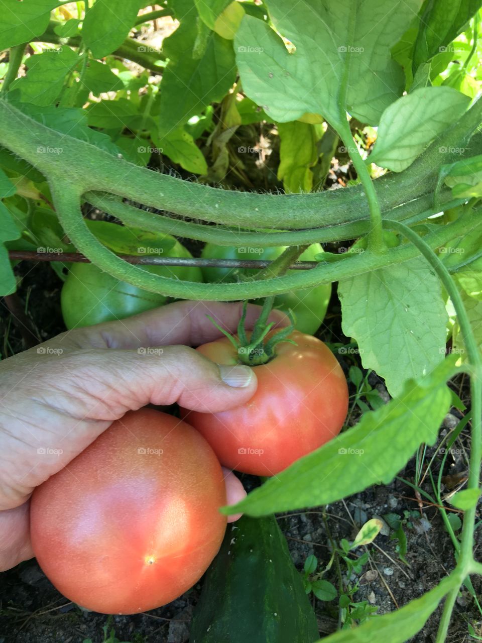 Close Up Gardening of picking a tomato 🍅