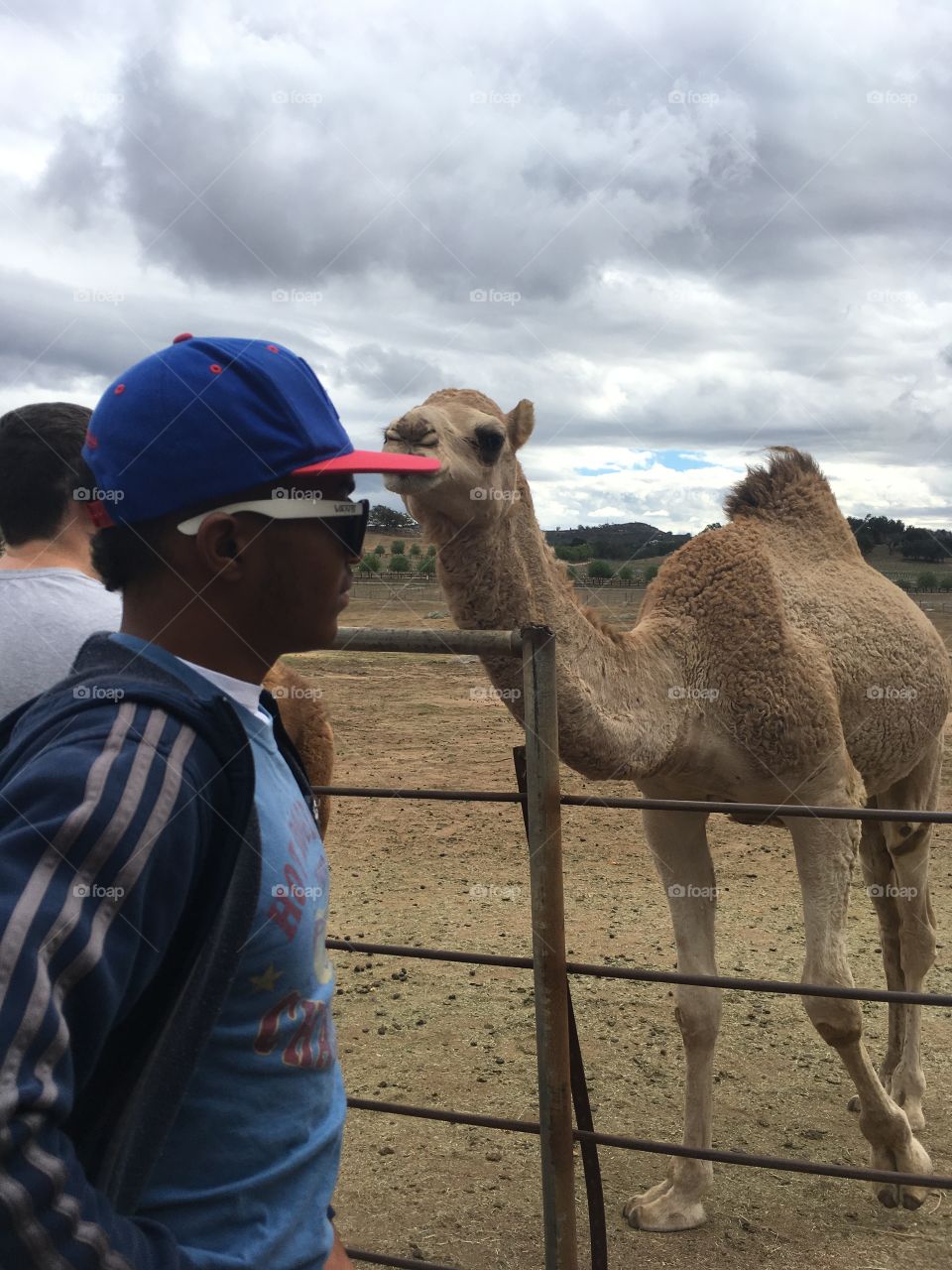 Camel, Mammal, People, Desert, Travel