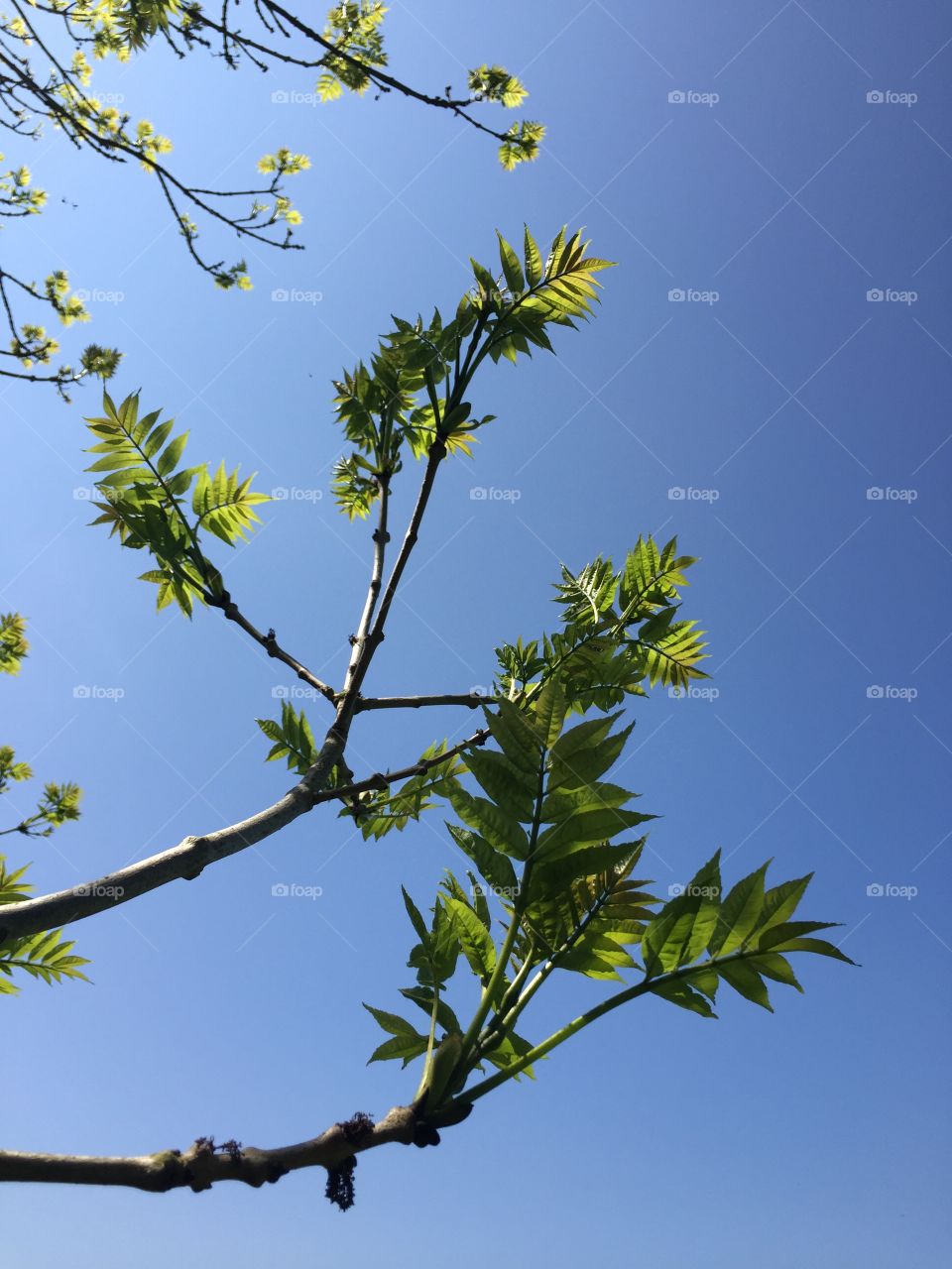 Leaves and sky