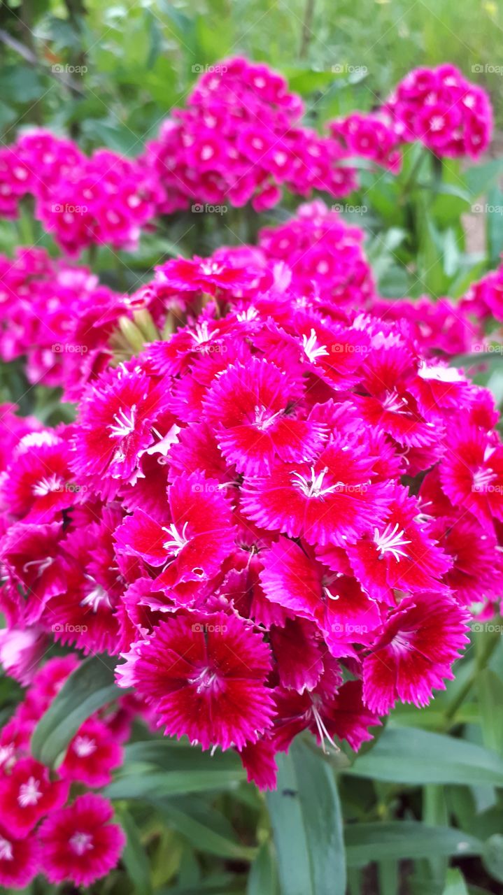 old name of flower is Turkish clove -  karanfil