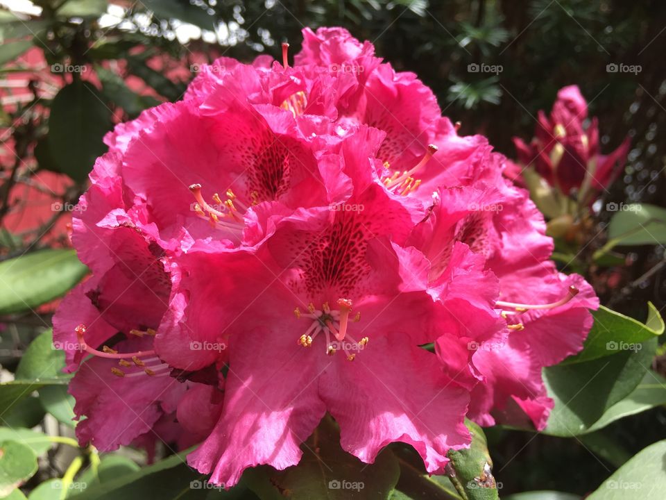 Rjodidendron blossoms
