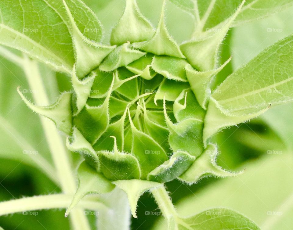 Sunflower getting ready to bloom