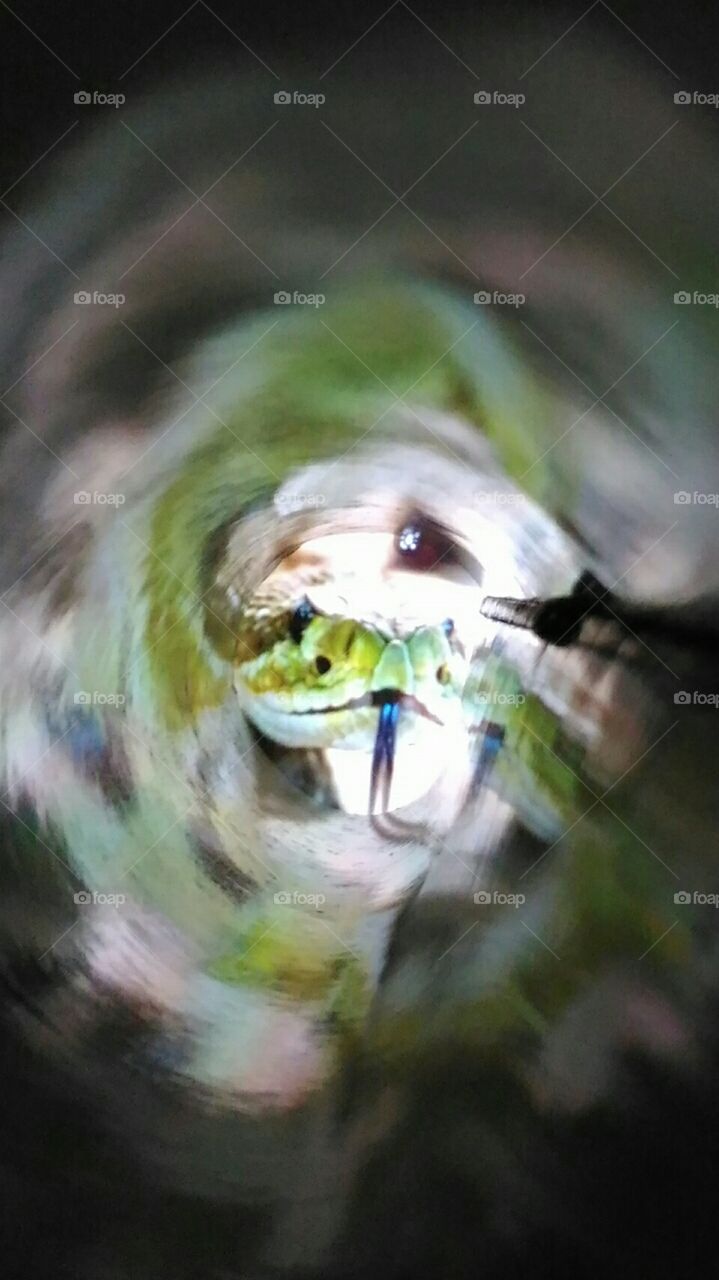 Wildlife, Blur, Zoo, Outdoors, No Person