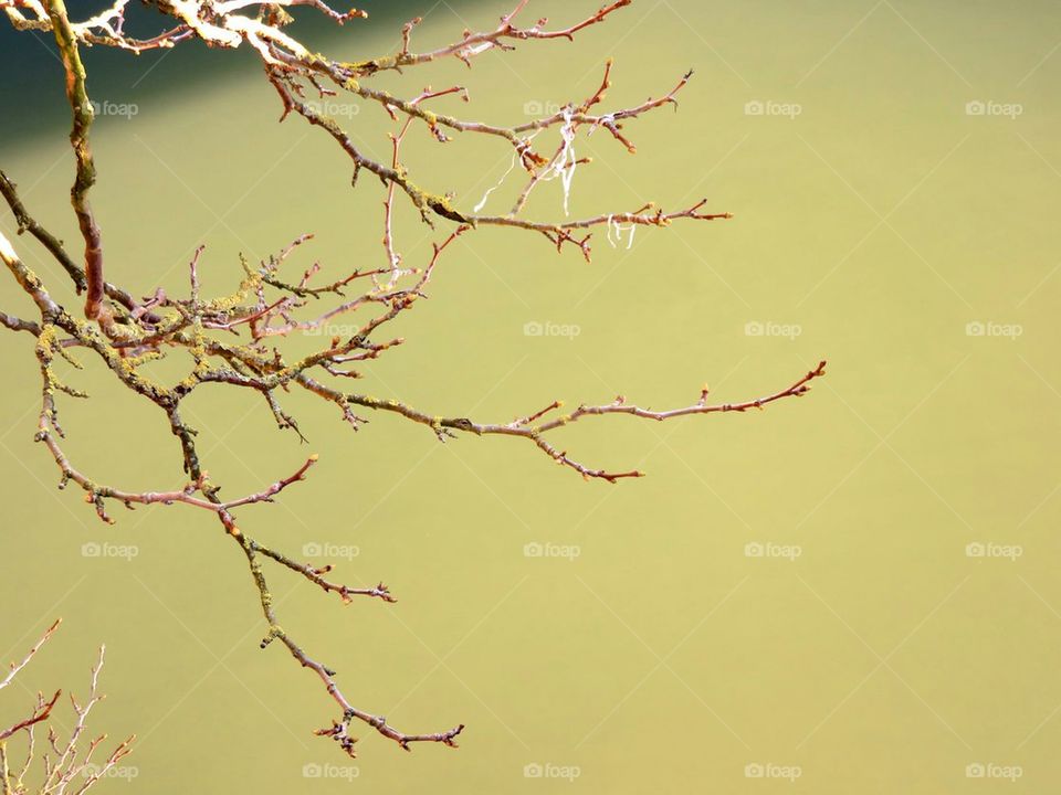 branch