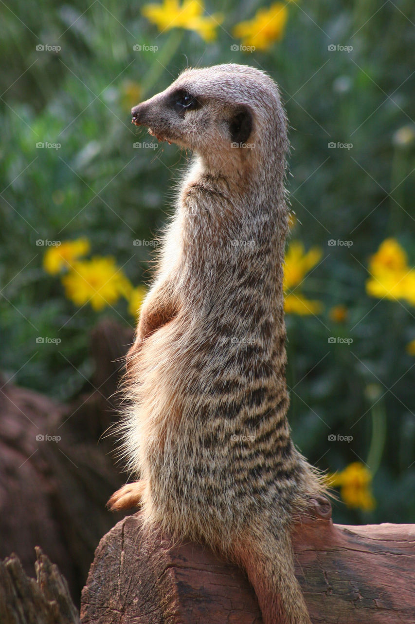 Meerkat on tree trunk