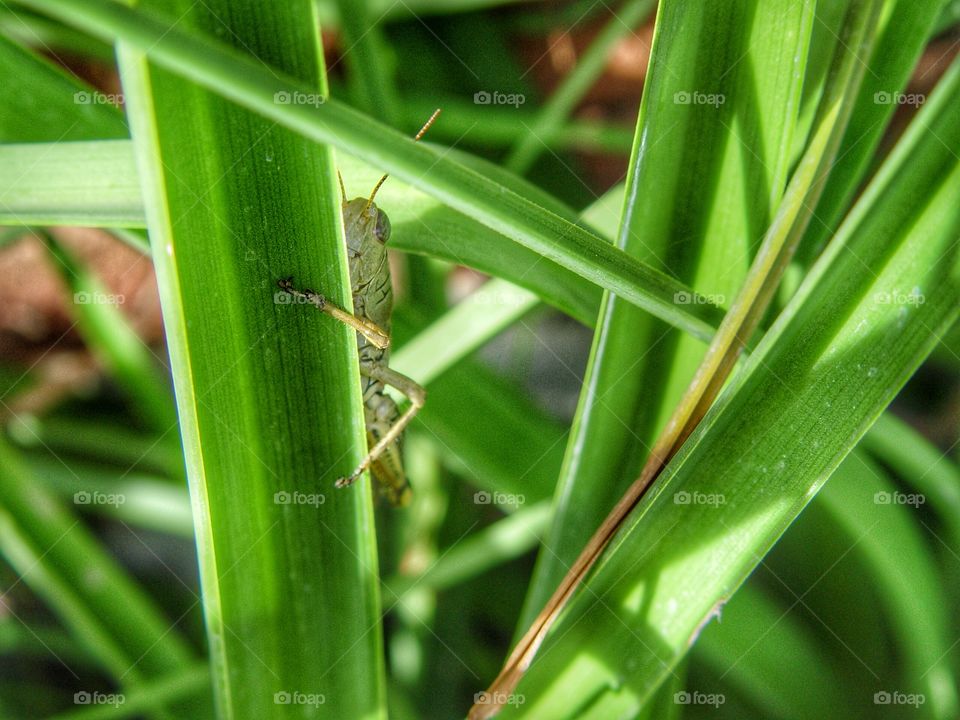 Grasshopper hiding