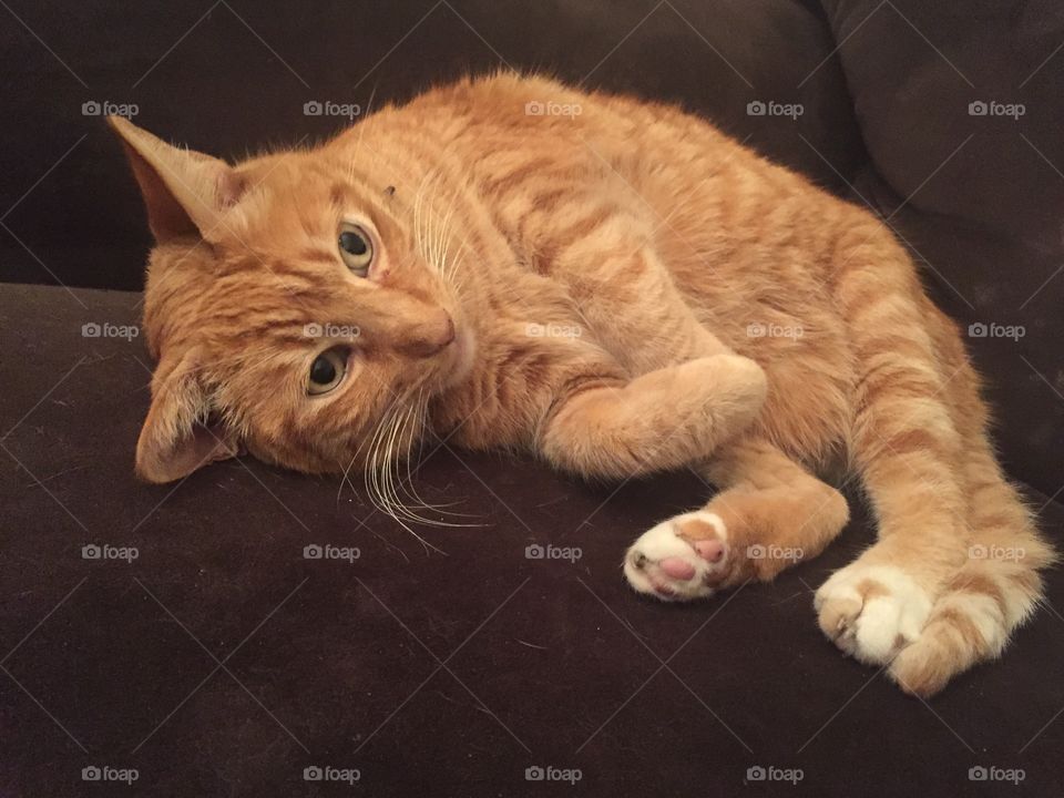Playful orange cat