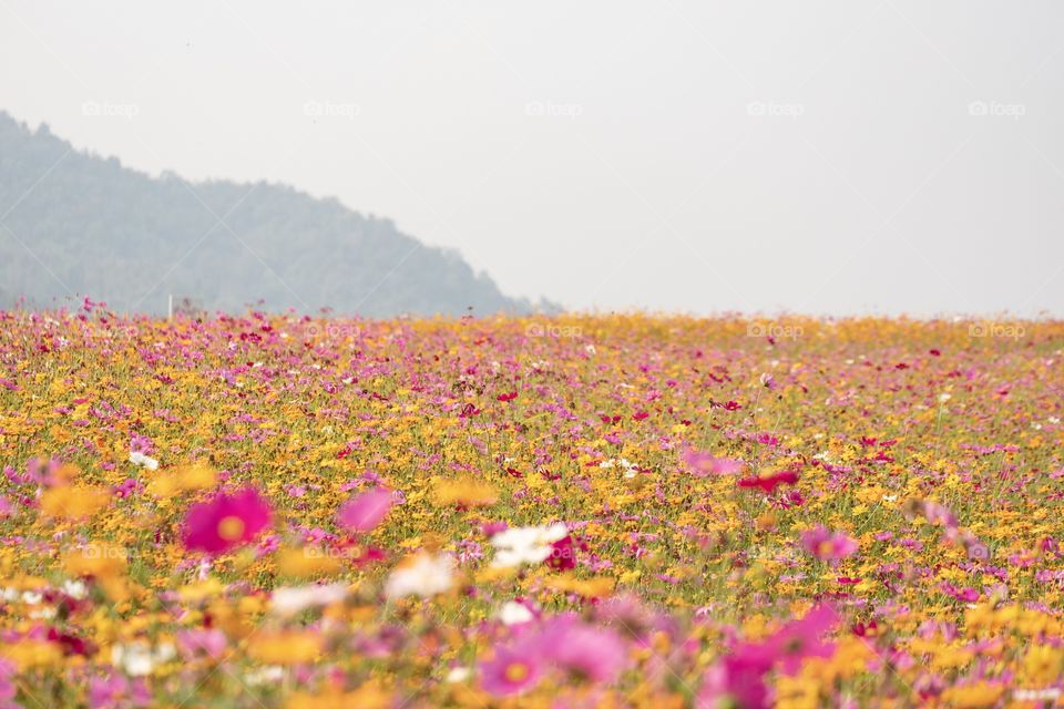 Chiang Rai/Thailand:February 16 2019-Beautiful colorful flower field ,Singha park Ballon Fiesta