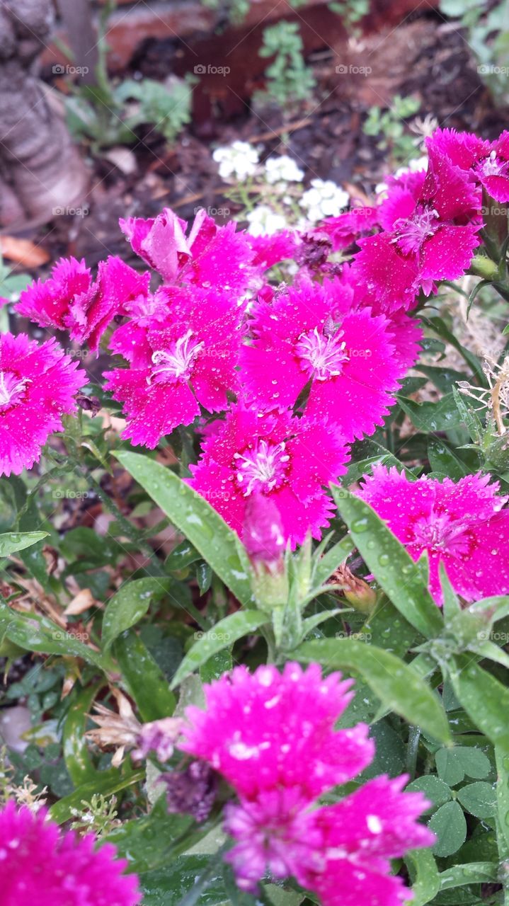 bright pink flowers