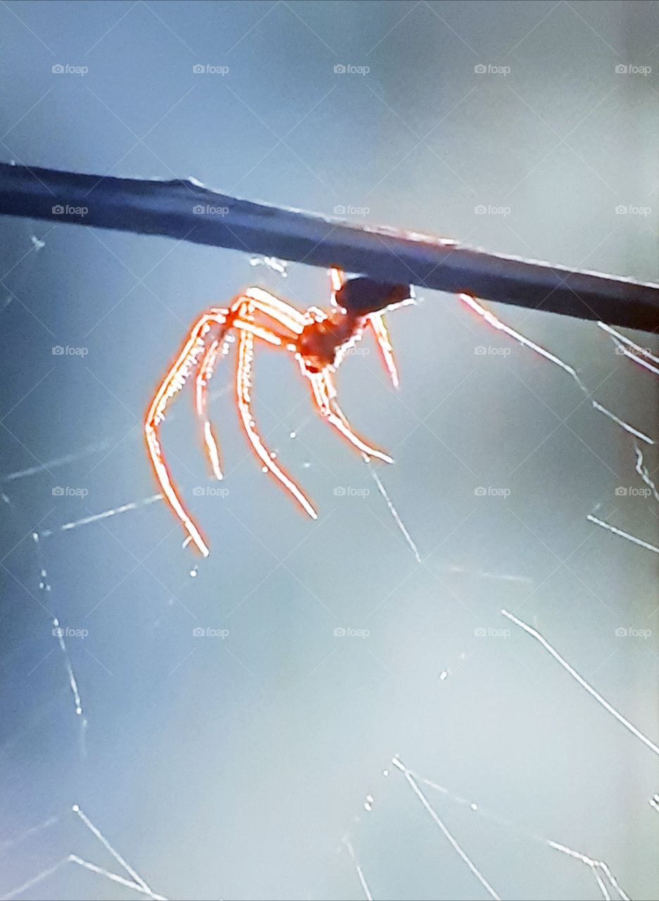Spider and its nimble network