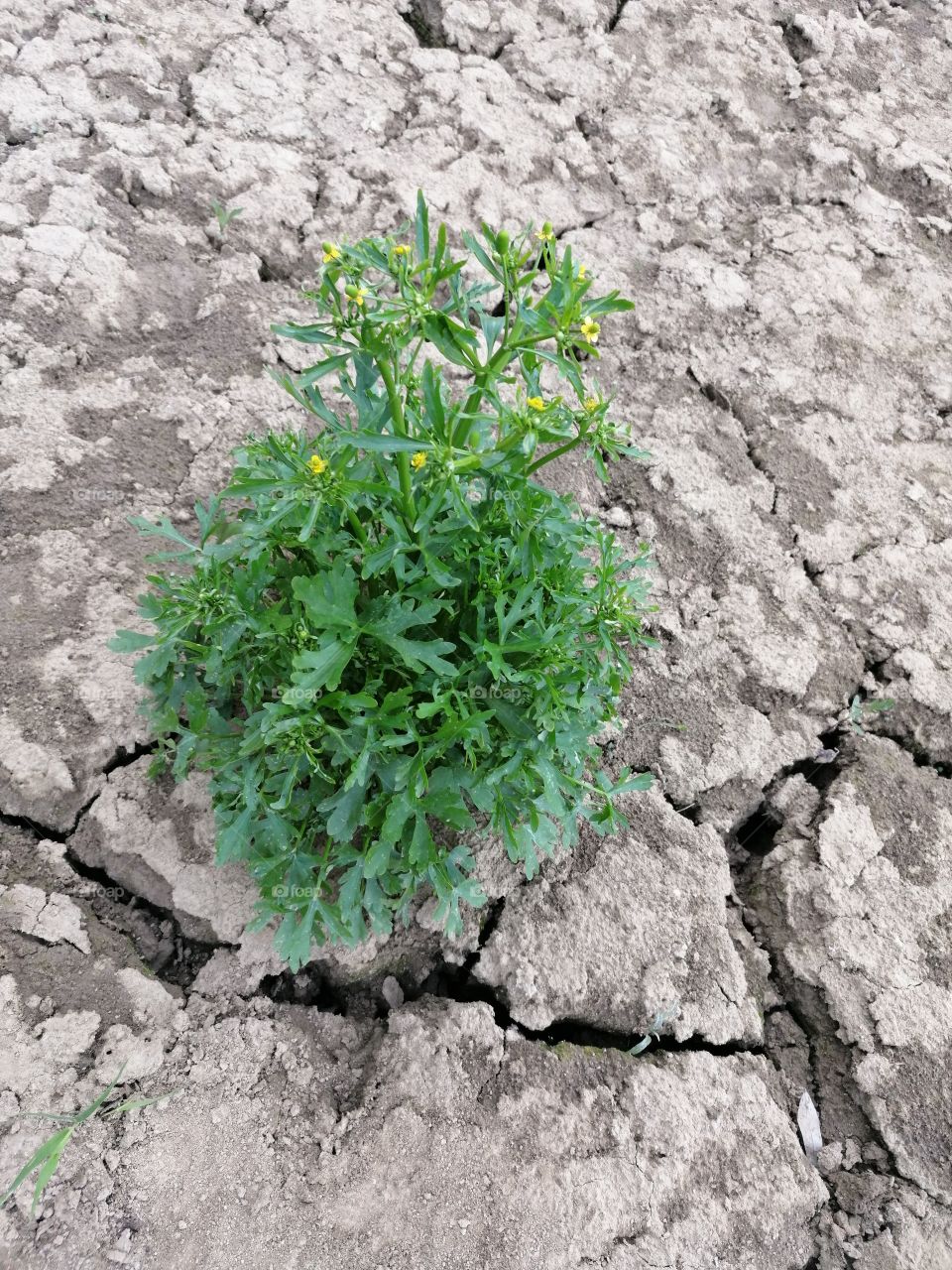 The plant grows despite the drought