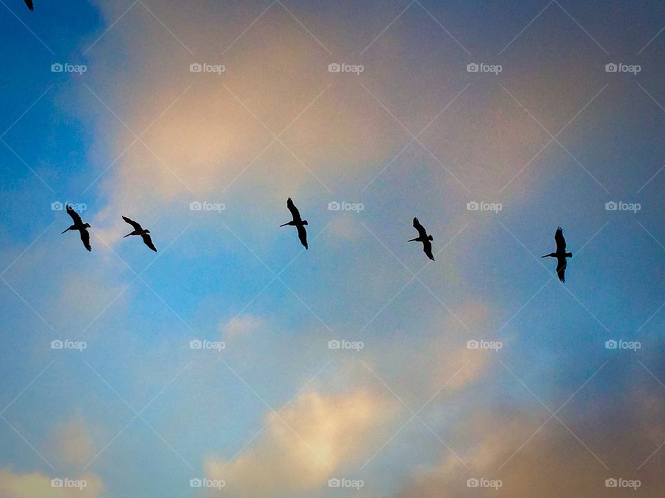 Pelican flying in sky