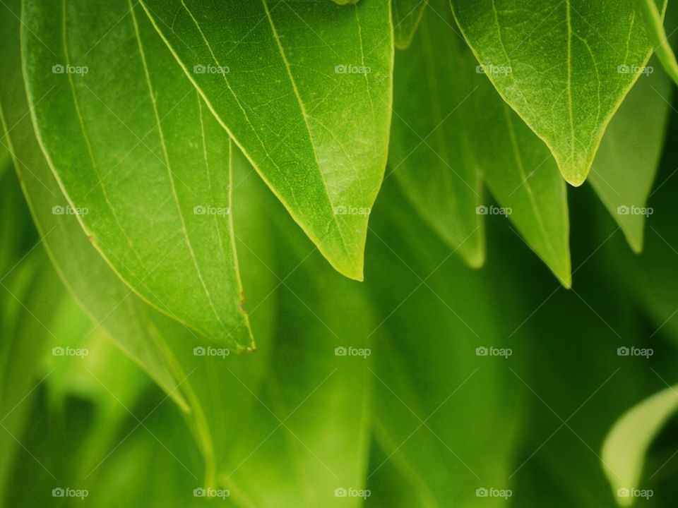 Green​ leaf​