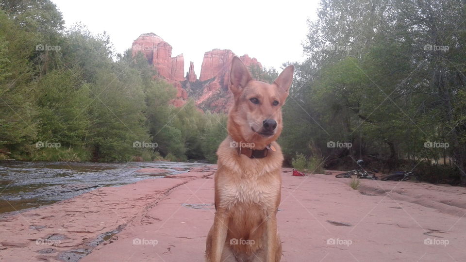 red german shepherd dog in Sedona Az. Cathedral Rock