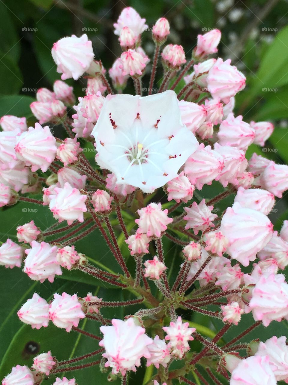 Pink mountain laurel 