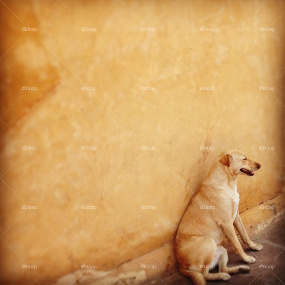 Doggy by the wall, beige has it all