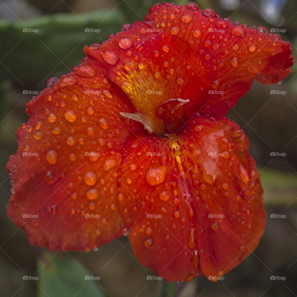 red flower