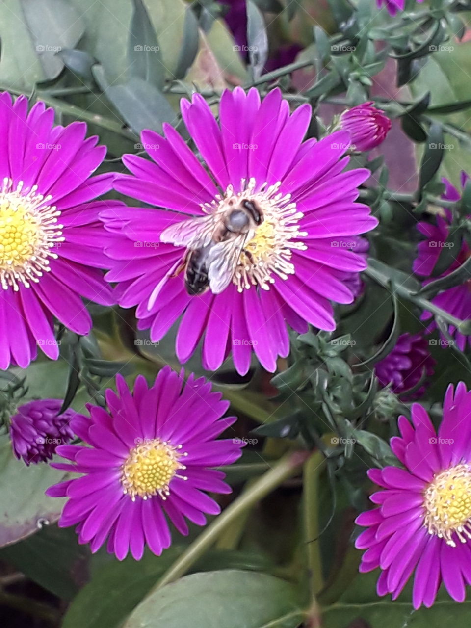 magenta asters and a bee