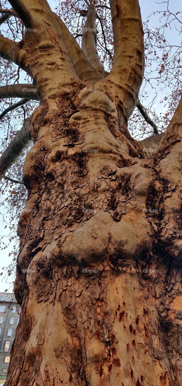 The Other Side Of Tree