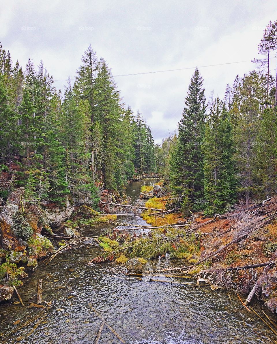 A walk in the woods 