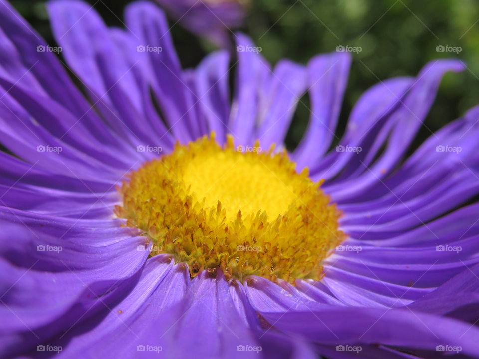 garden flowers -asters