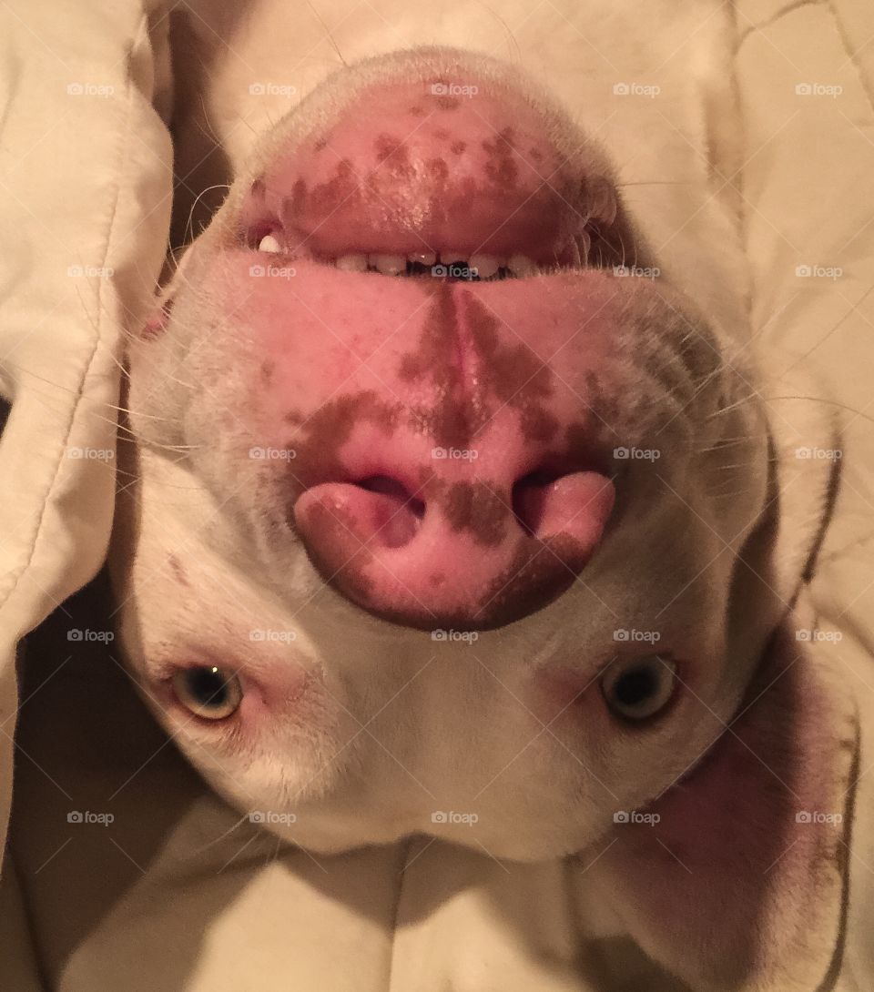 Upside down Pup
