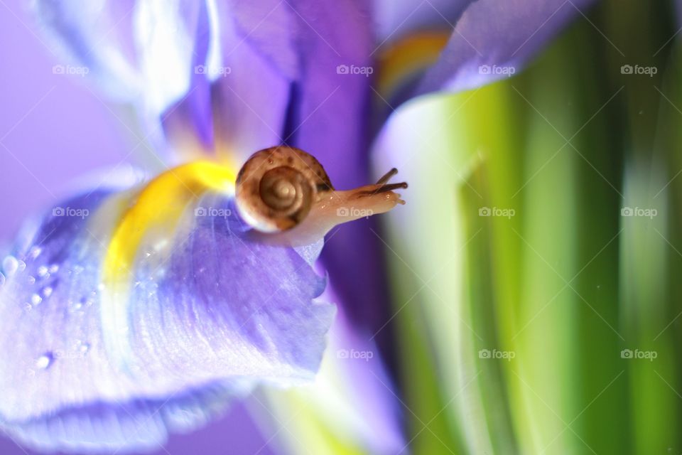 snail on a purple iris flower
