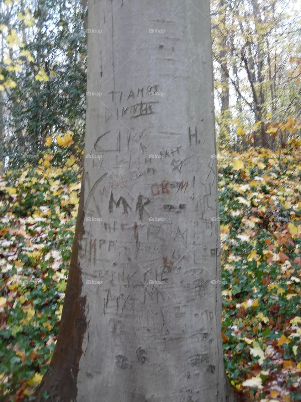 Parc de Mariemont , la Louvière