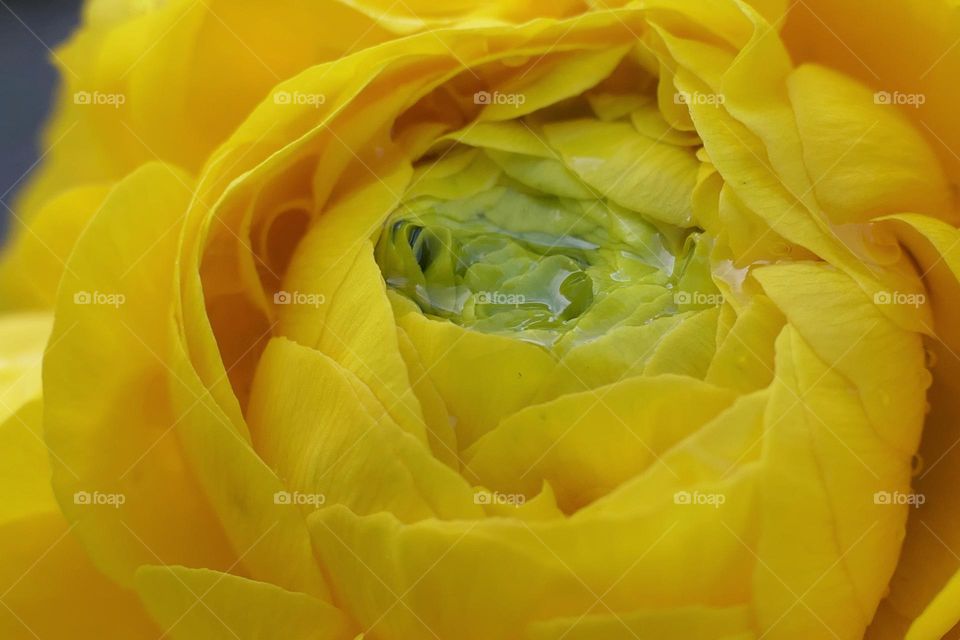 Close-up of a yellow flower (3)