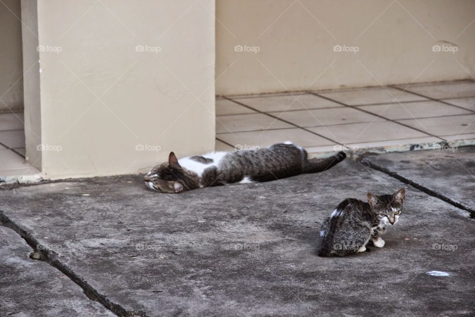 cat nap. two stray cats lounging around