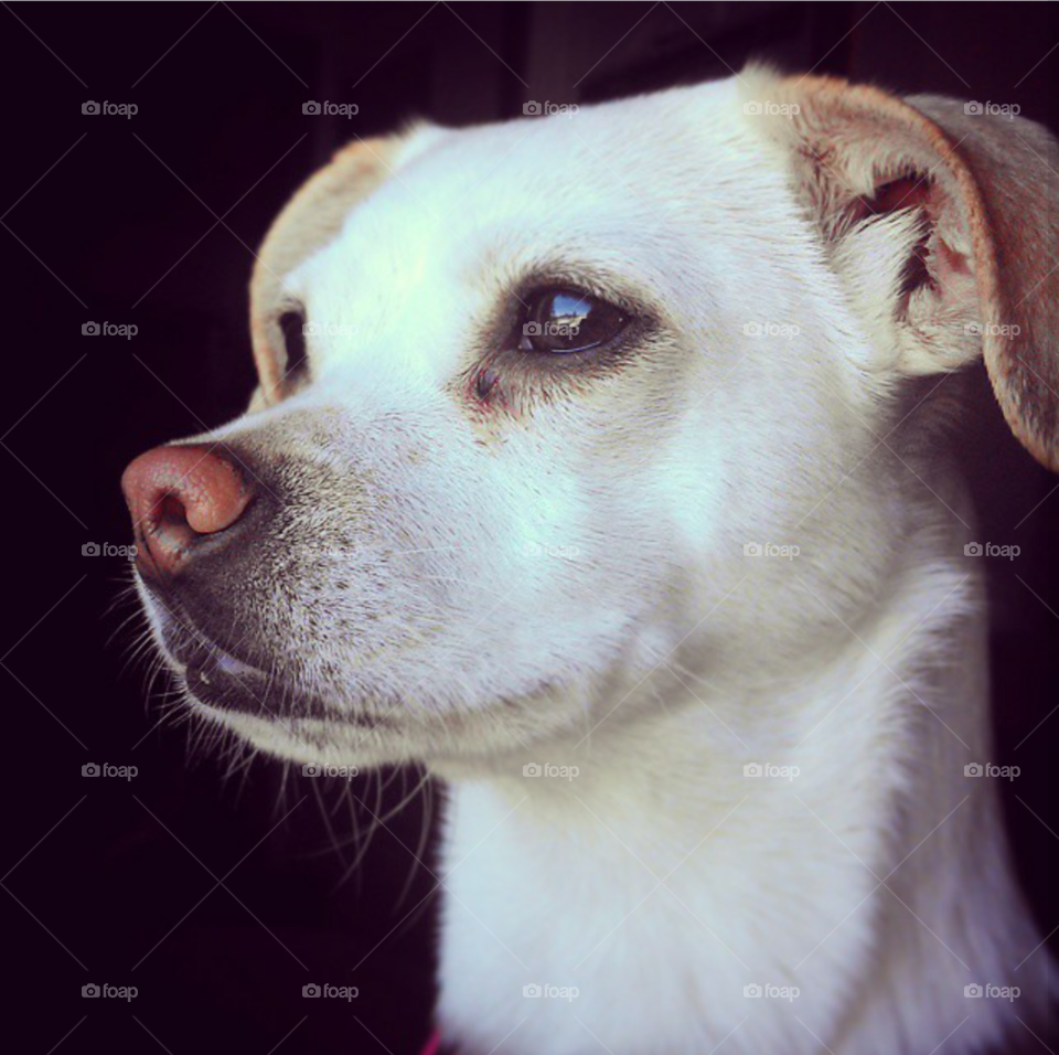 Dog, Canine, Cute, Portrait, Pet