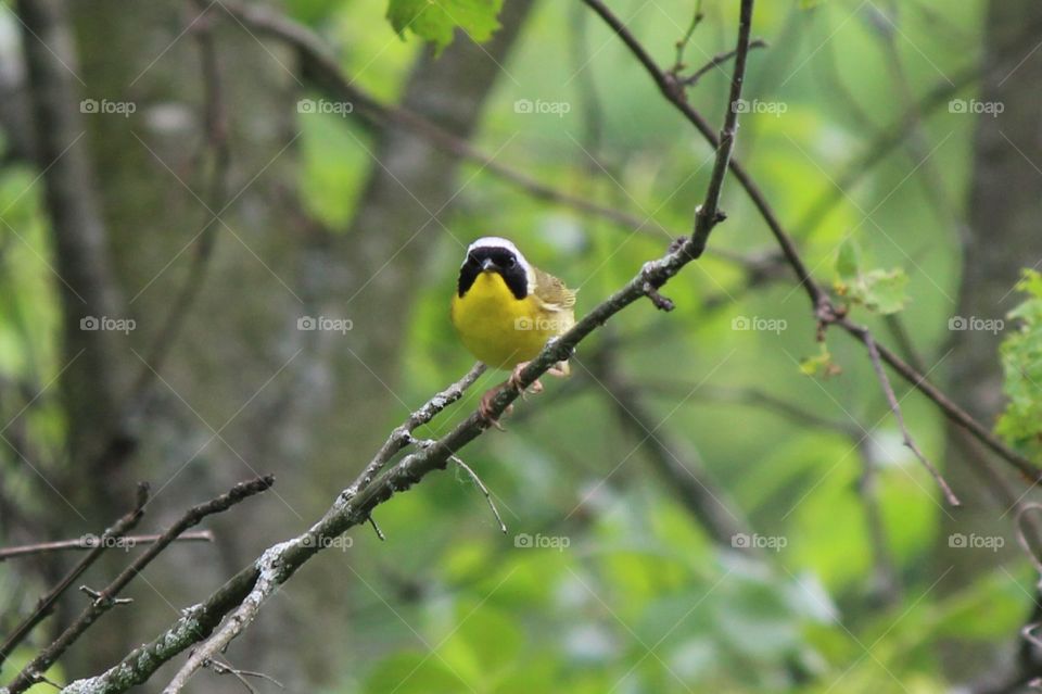 common YellowThroat perching in the tree watching us