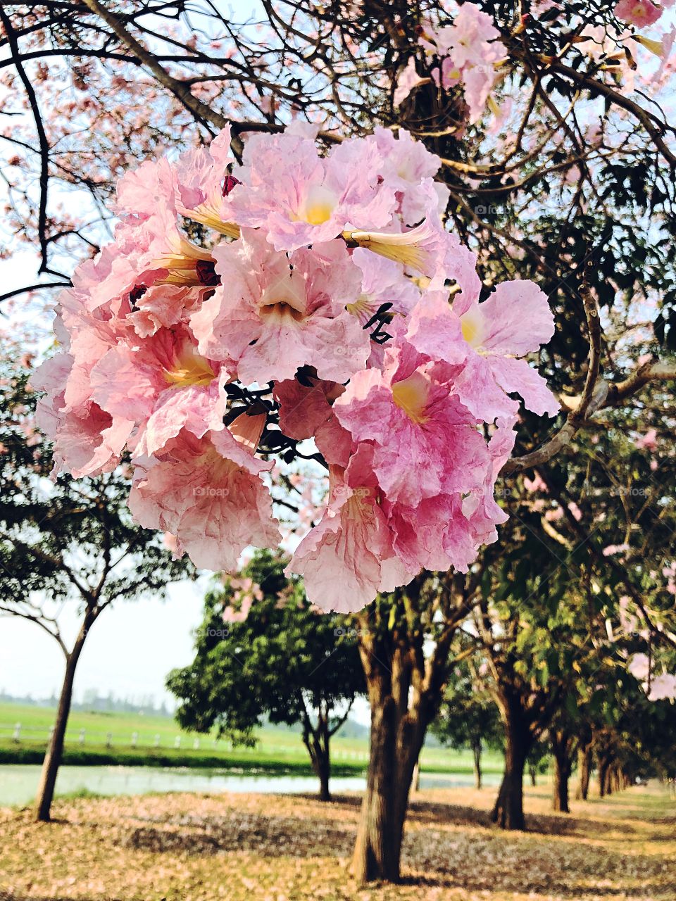 The Flower - Nakonphathom,Thailand