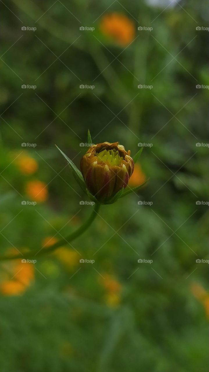 Flower bud