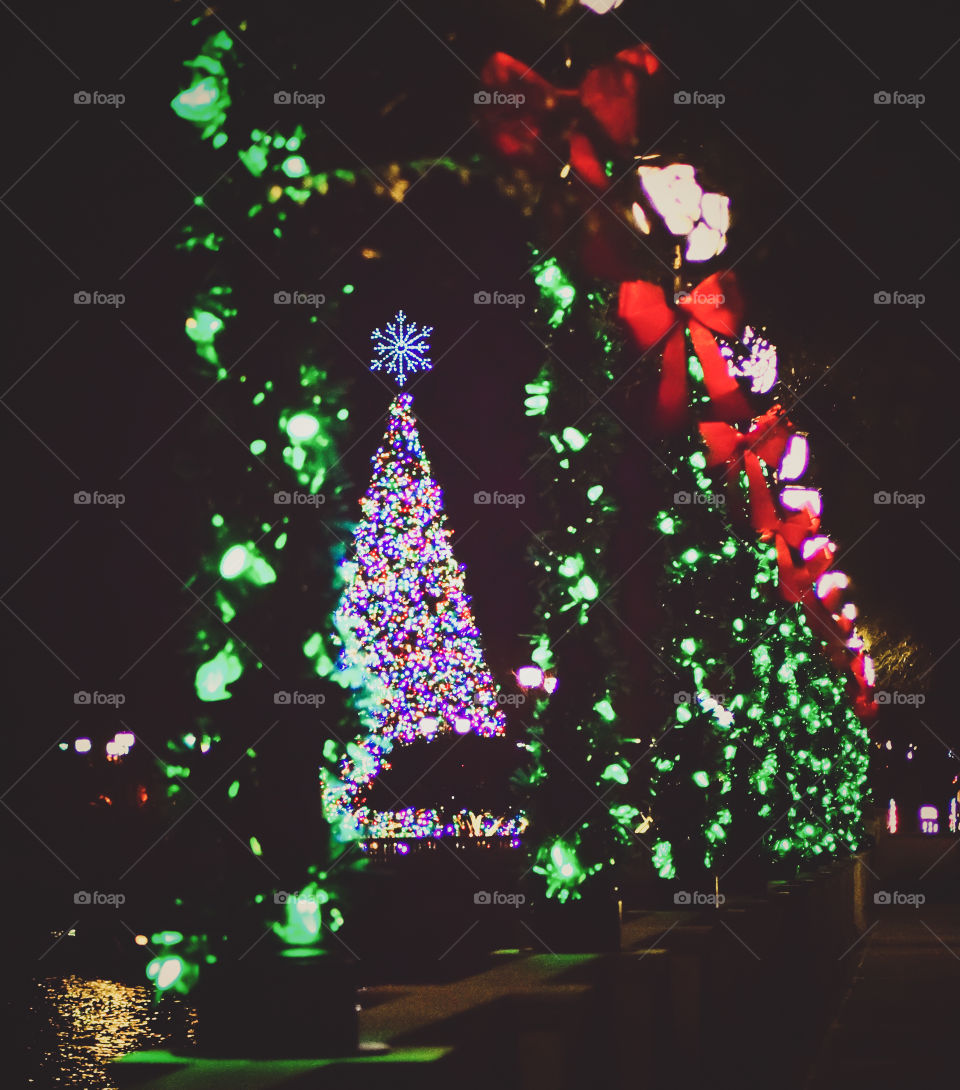 Christmas Lights and Big Tree on the Water