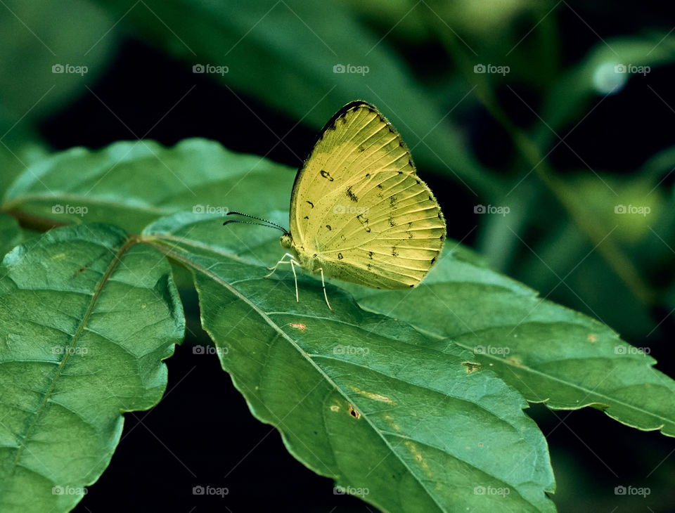 Butterfly photography  - yellow