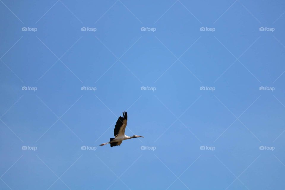 Bird, Sky, No Person, Wildlife, Flight