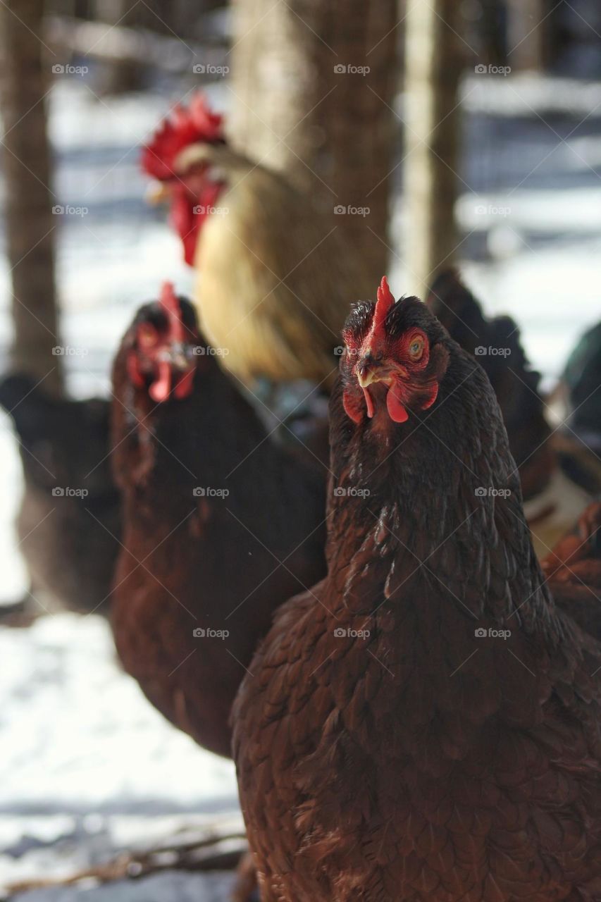 Chickens out in the snow enjoying the sunshine.