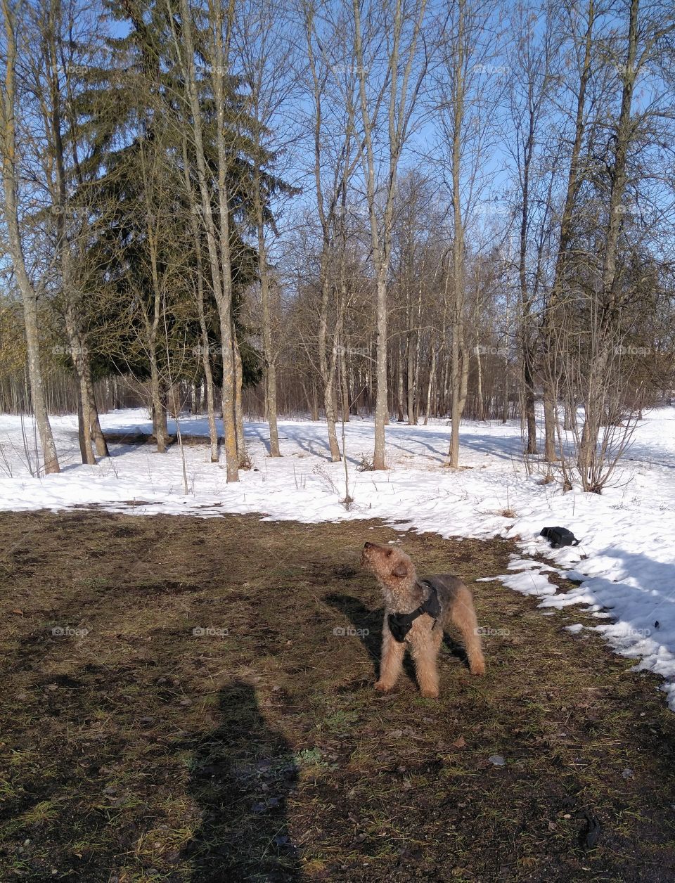 dog pet winter landscape in the solar park