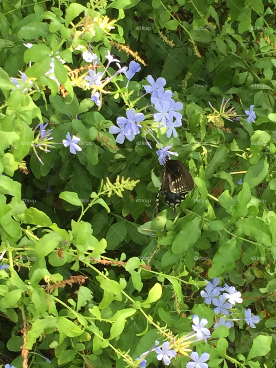 Butterfly in my front yard enjoying Spring flowers.